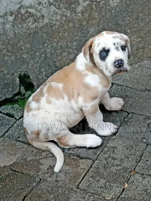 1-3 months Male Purebred Great Dane