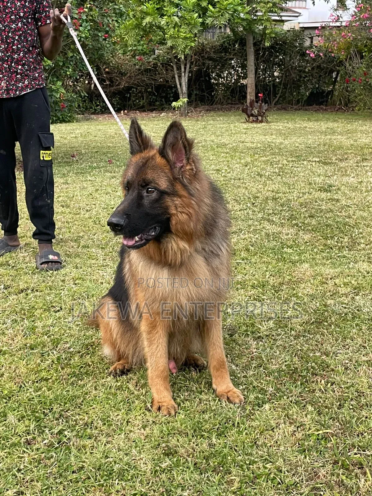 1-3 months Male Purebred German Shepherd