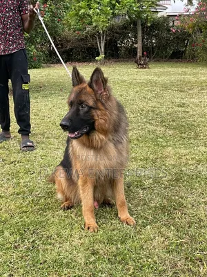 1-3 months Male Purebred German Shepherd