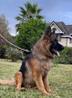 1-3 months Male Purebred German Shepherd - main view