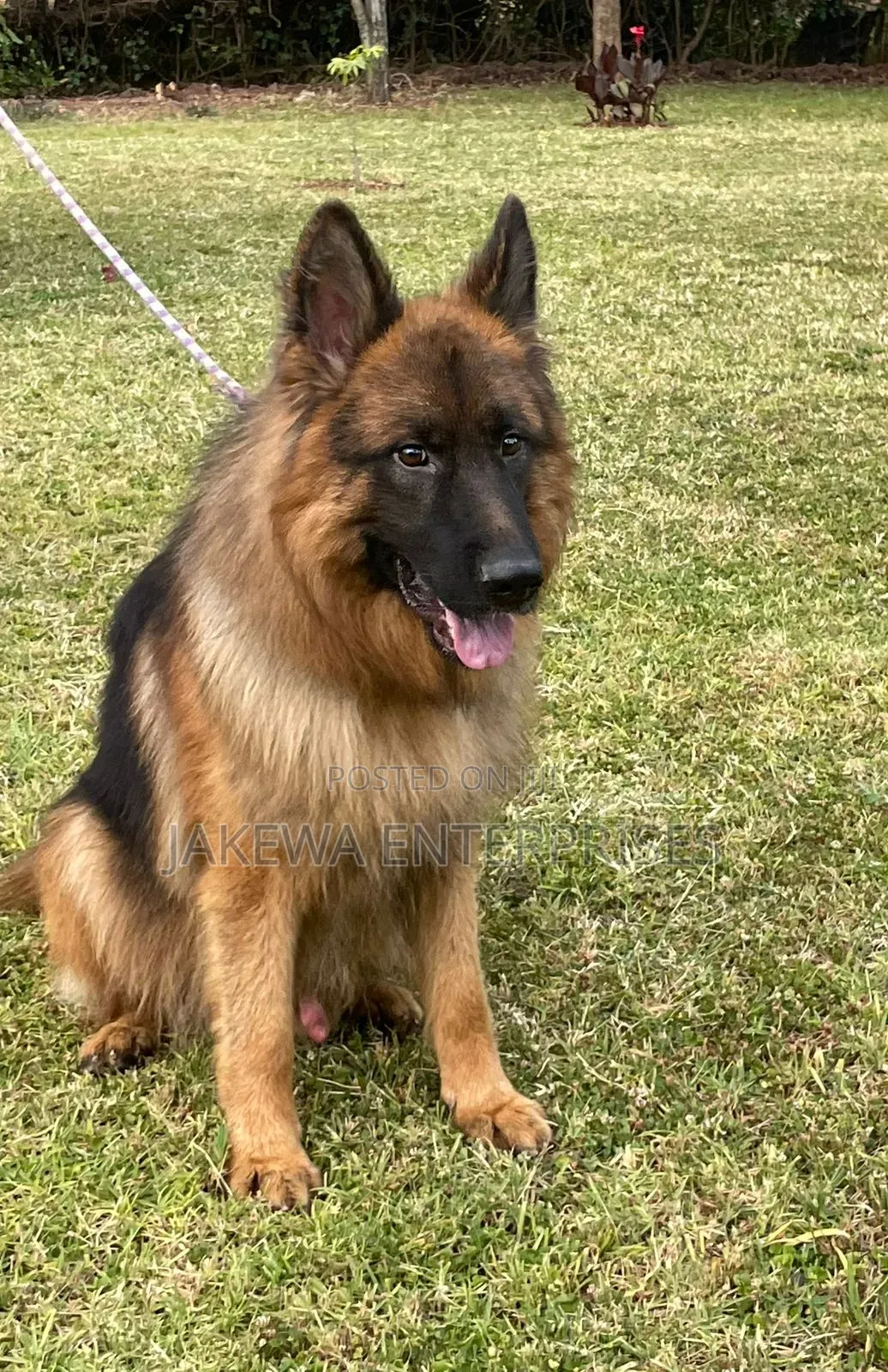 1-3 months Male Purebred German Shepherd