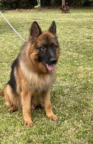 1-3 months Male Purebred German Shepherd