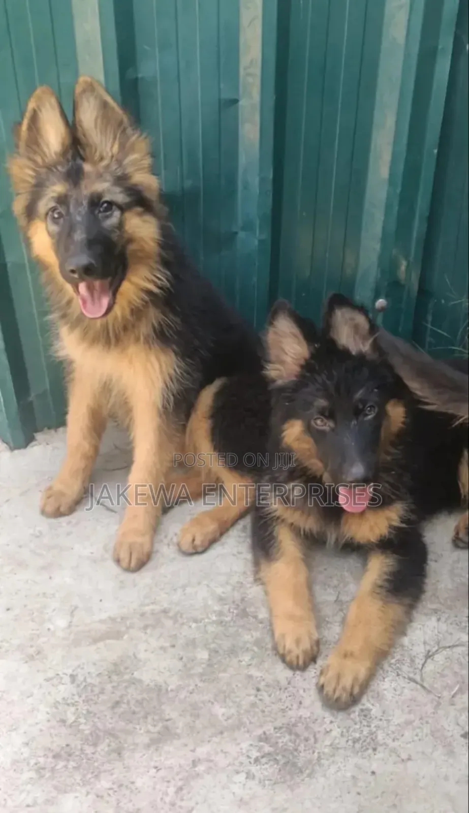1-3 months Male Purebred German Shepherd