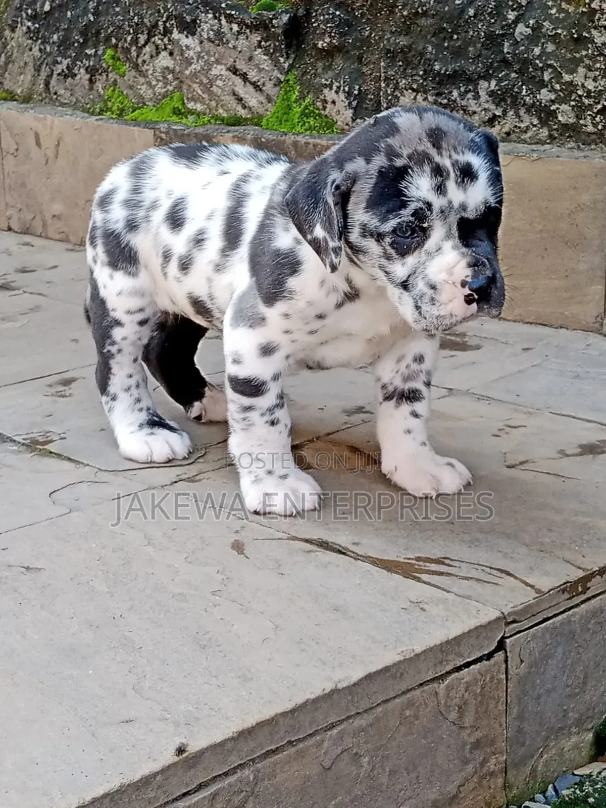 1-3 months Female Purebred Great Dane