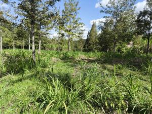 Quarter Acre Plot in Ngong, Matasia 200 Meters From Tarmac - thumbnail 2