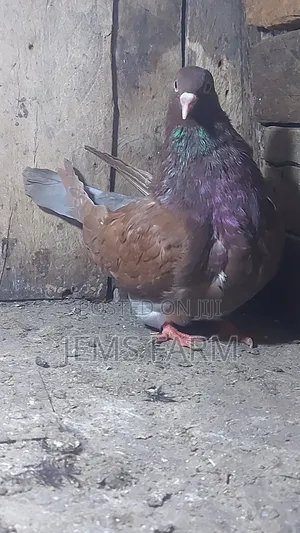 Mature Brown Giant French Mondane Female Pegion