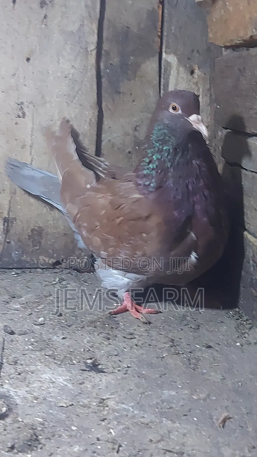 Mature Brown Giant French Mondane Female Pegion