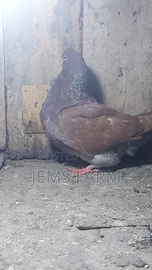 Mature Brown Giant French Mondane Female Pegion