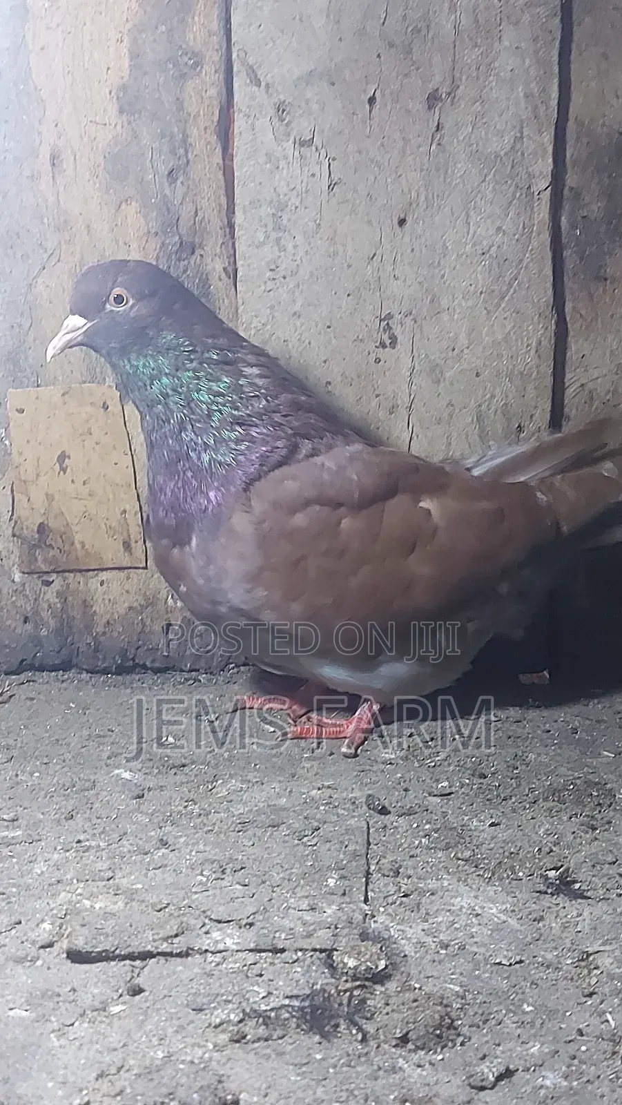 Mature Brown Giant French Mondane Female Pegion