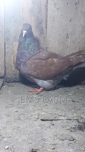 Mature Brown Giant French Mondane Female Pegion