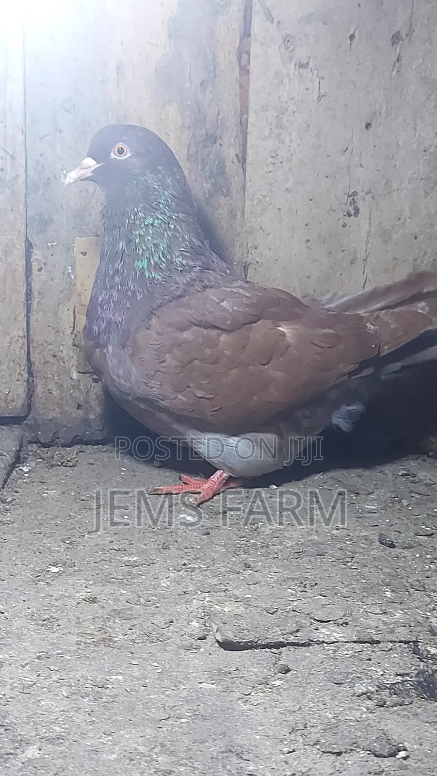 Mature Brown Giant French Mondane Female Pegion