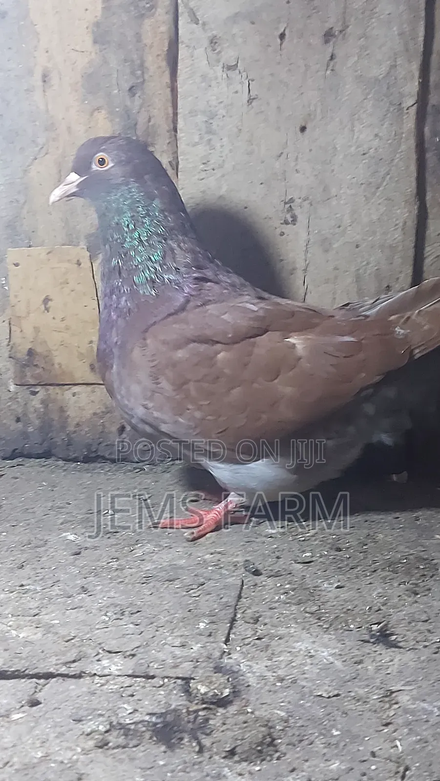 Mature Brown Giant French Mondane Female Pegion