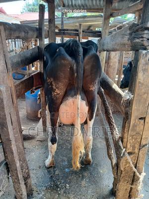 Freshian High Yielder - thumbnail 2