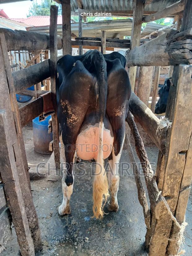 Freshian High Yielder - main view