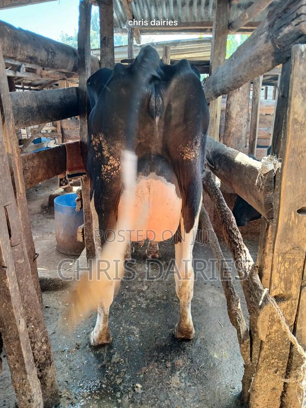 Freshian High Yielder - thumbnail 3