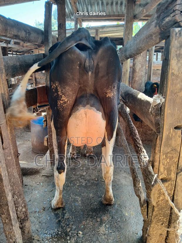 Freshian High Yielder - thumbnail 4