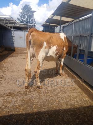 Incalf Aryshire - thumbnail 2