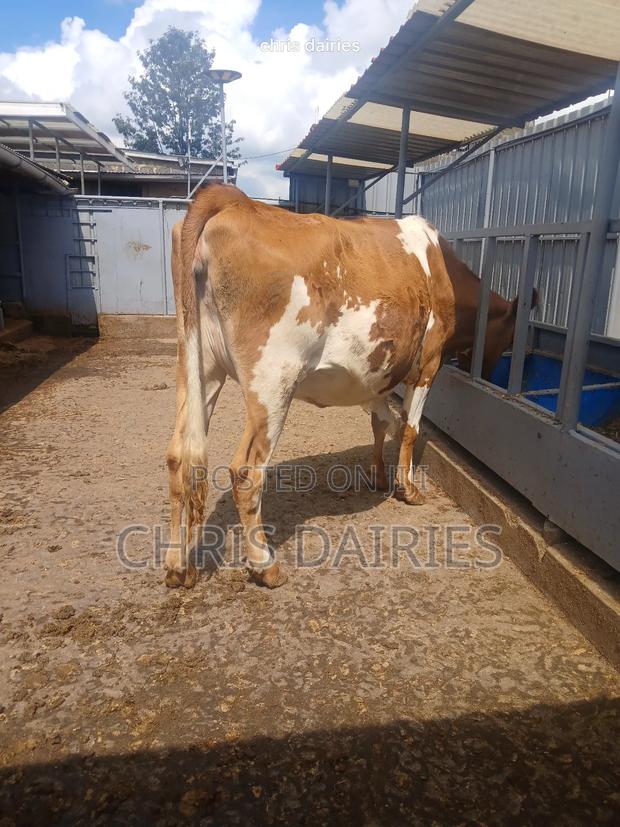 Incalf Aryshire - main view