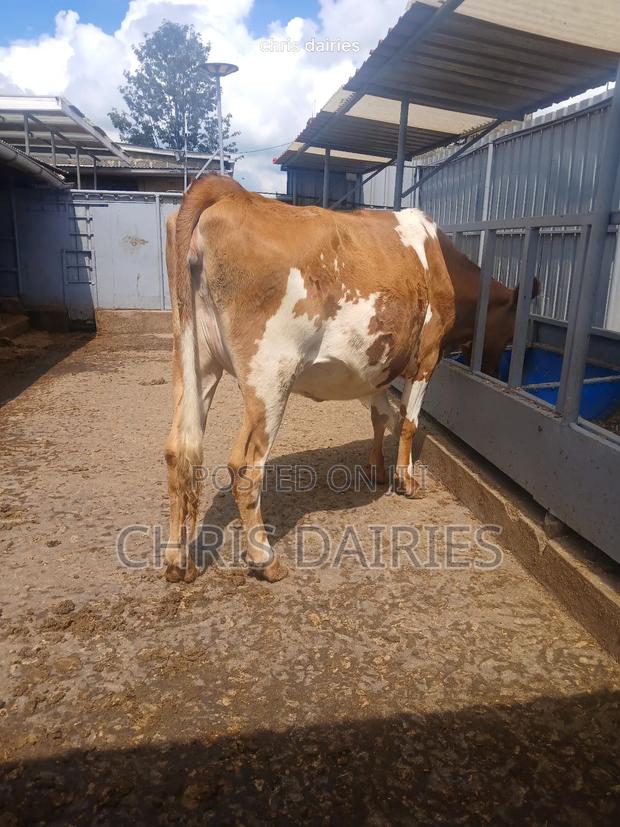 Incalf Aryshire - thumbnail 3