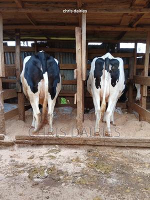 Giant Incalfs Heifers - thumbnail 2