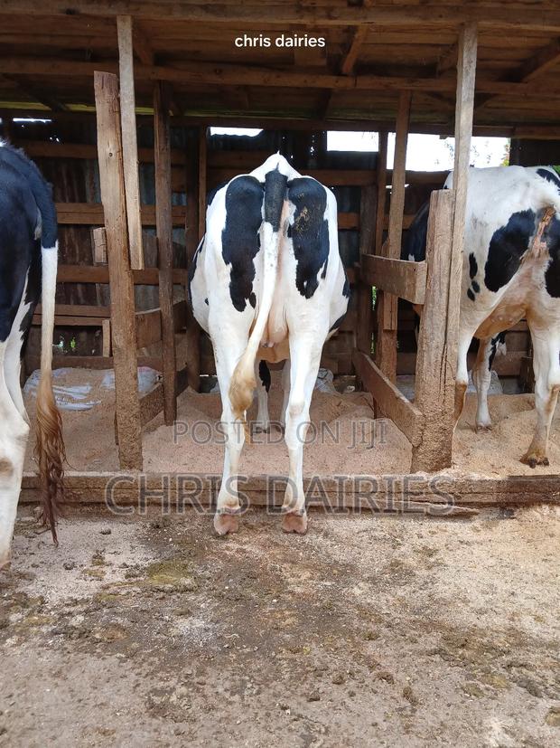 Giant Incalfs Heifers - thumbnail 3