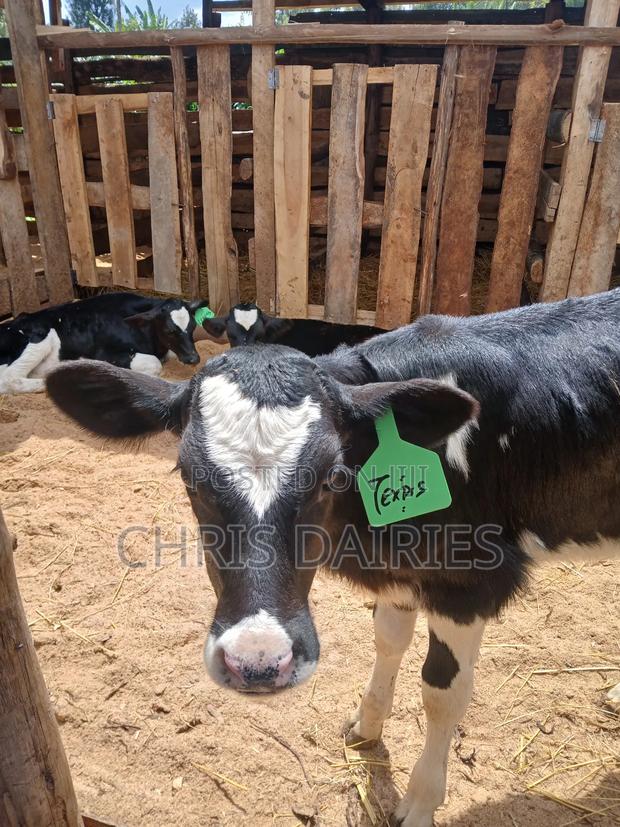 Young Heifers. 2nd Gen - main view