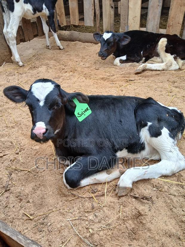 Young Heifers. 2nd Gen - thumbnail 4