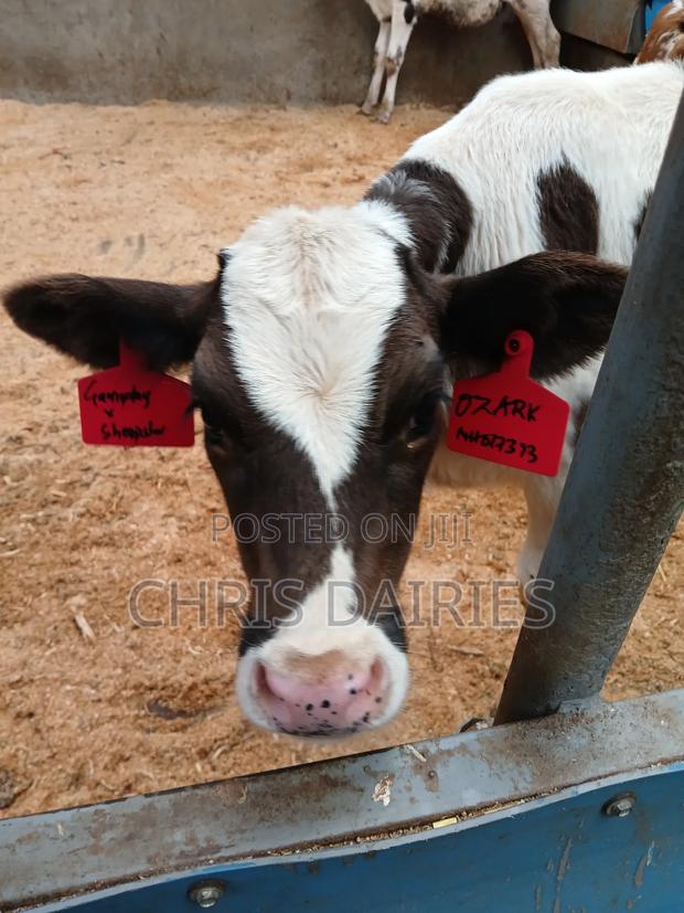 Young Heifers. 2nd Gen - thumbnail 5