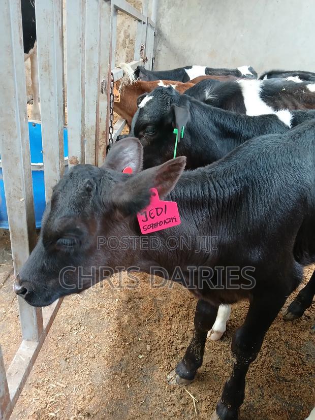 Young Heifers. 2nd Gen - thumbnail 6