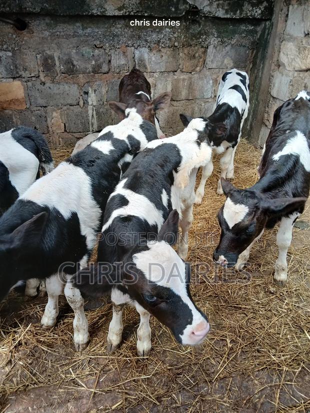 Young Heifers. 2nd Gen - thumbnail 7