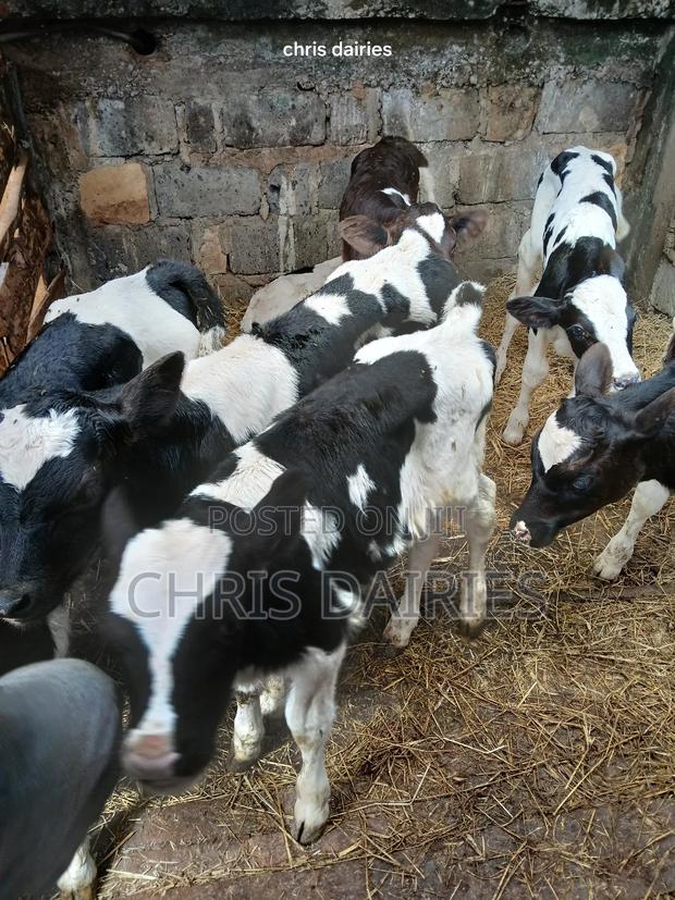 Young Heifers. 2nd Gen - thumbnail 8