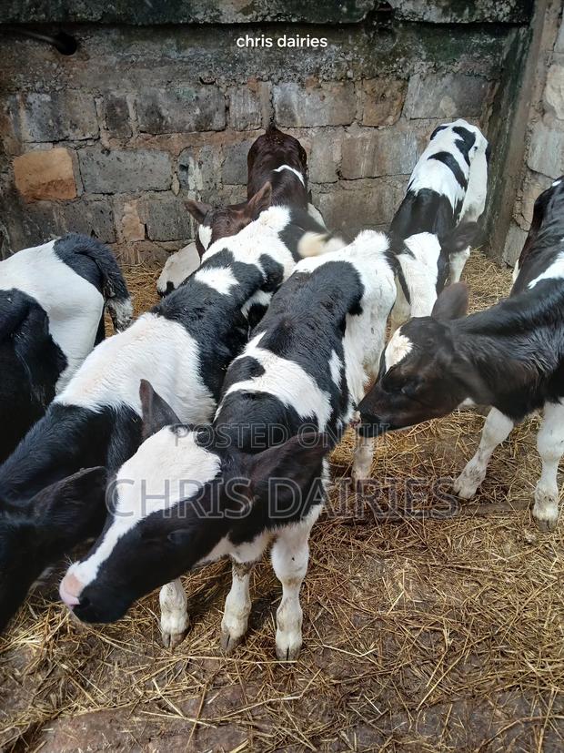 Young Heifers. 2nd Gen - thumbnail 9