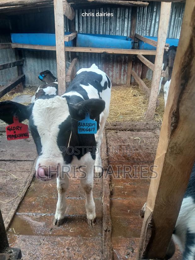 Young Heifers. 2nd Gen - thumbnail 3