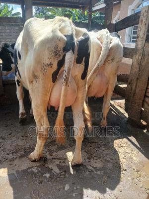 Holstein.Cows - thumbnail 2