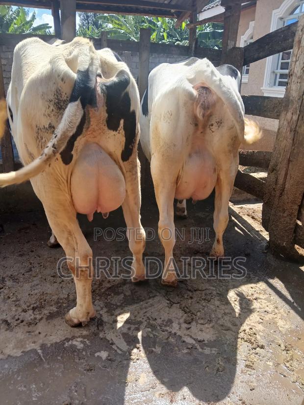 Holstein.Cows - thumbnail 3