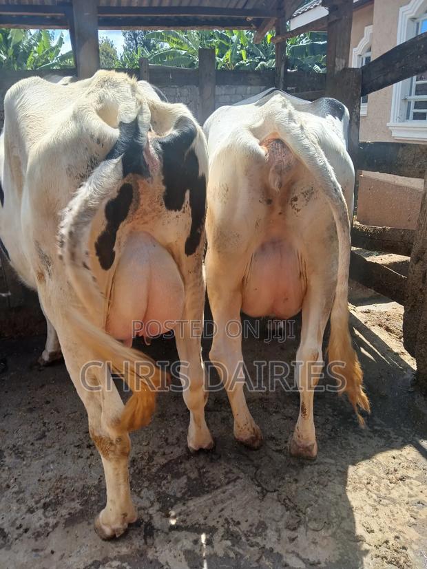 Holstein.Cows - thumbnail 4