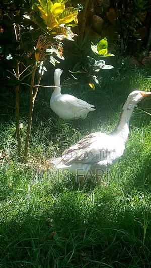 Mature Goose/Geese Pair for Breeding