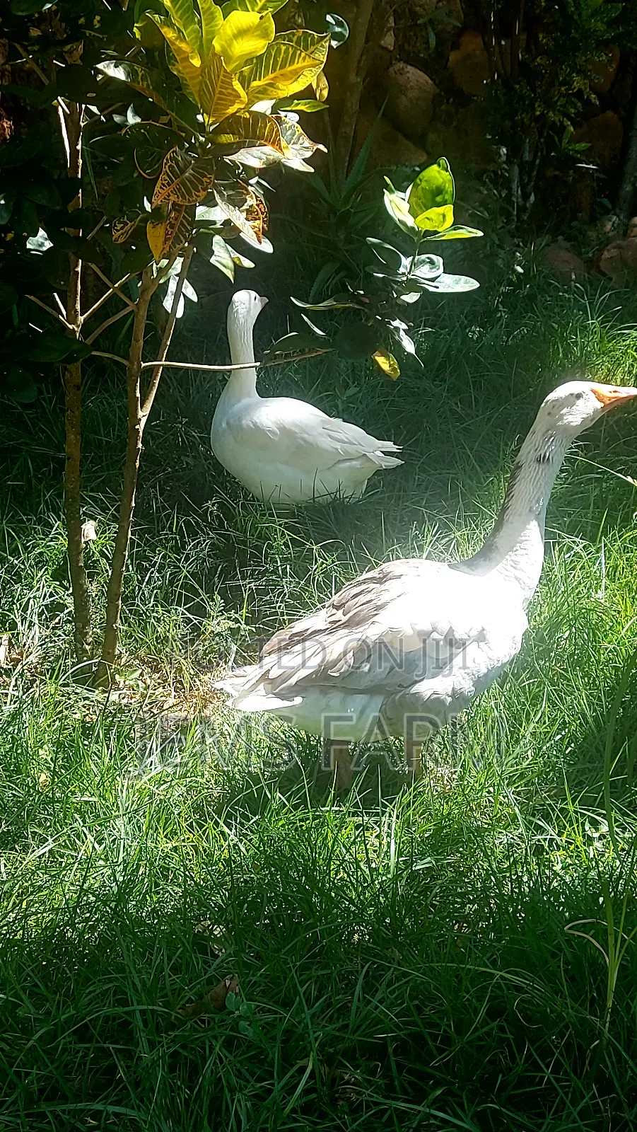 Mature Goose/Geese Pair for Breeding