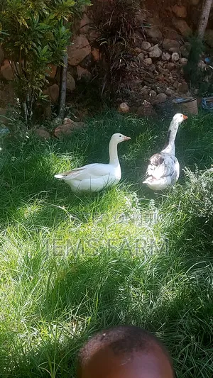 Mature Goose/Geese Pair for Breeding