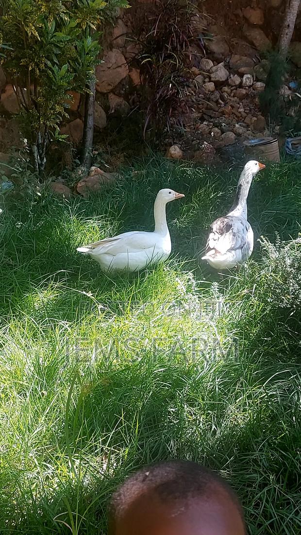 Mature Goose/Geese Pair for Breeding - thumbnail 2