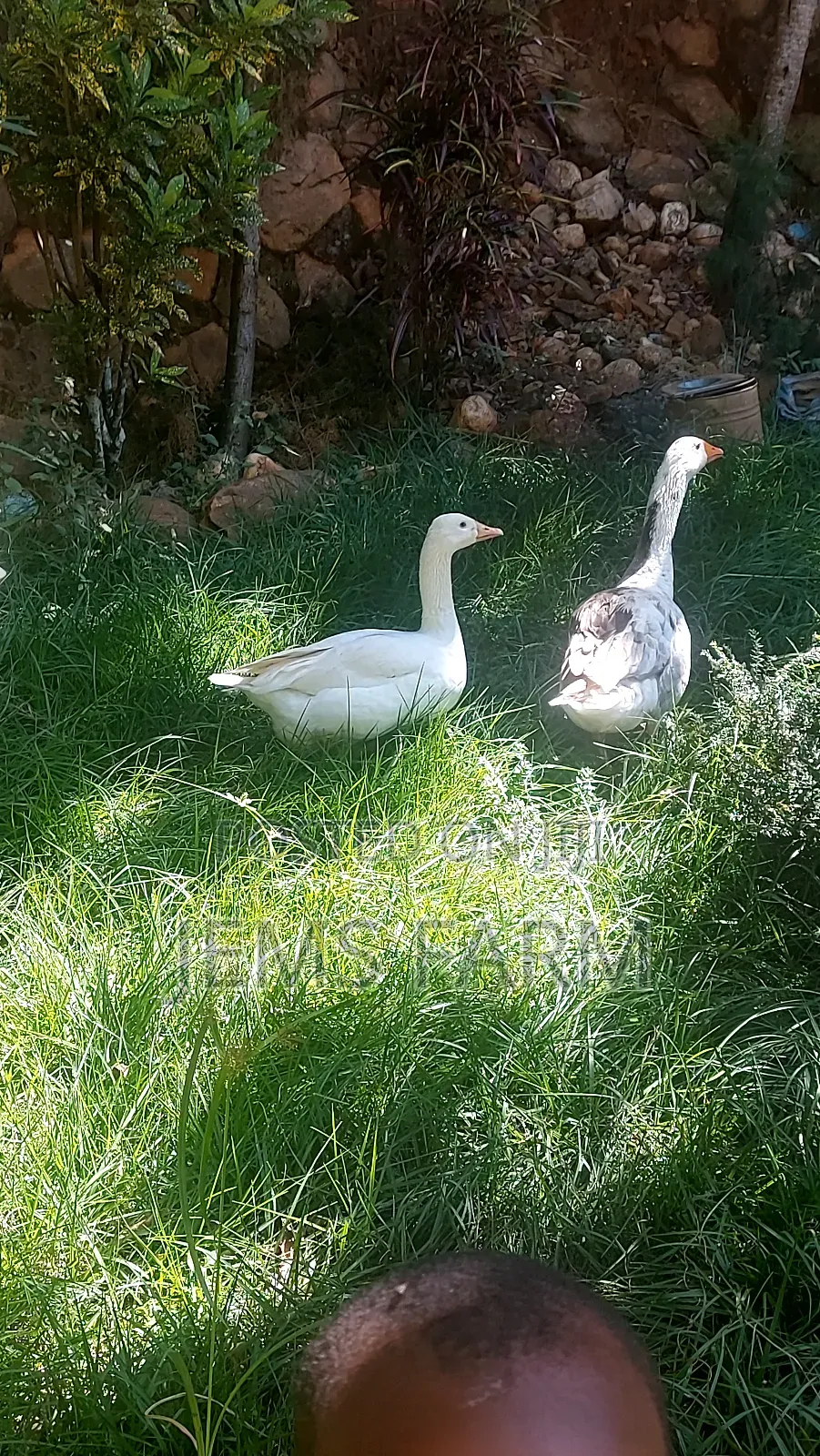 Mature Goose/Geese Pair for Breeding