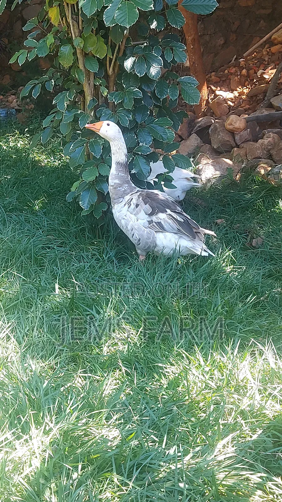 Mature Goose/Geese Pair for Breeding