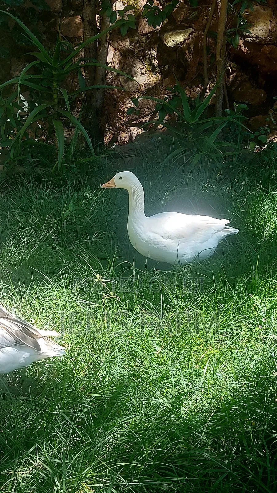 Mature Goose/Geese Pair for Breeding