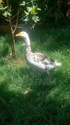 Mature Goose/Geese Pair for Breeding