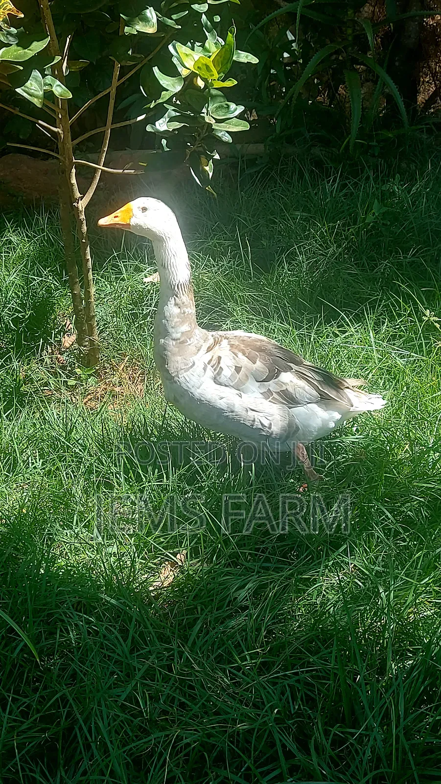 Mature Goose/Geese Pair for Breeding