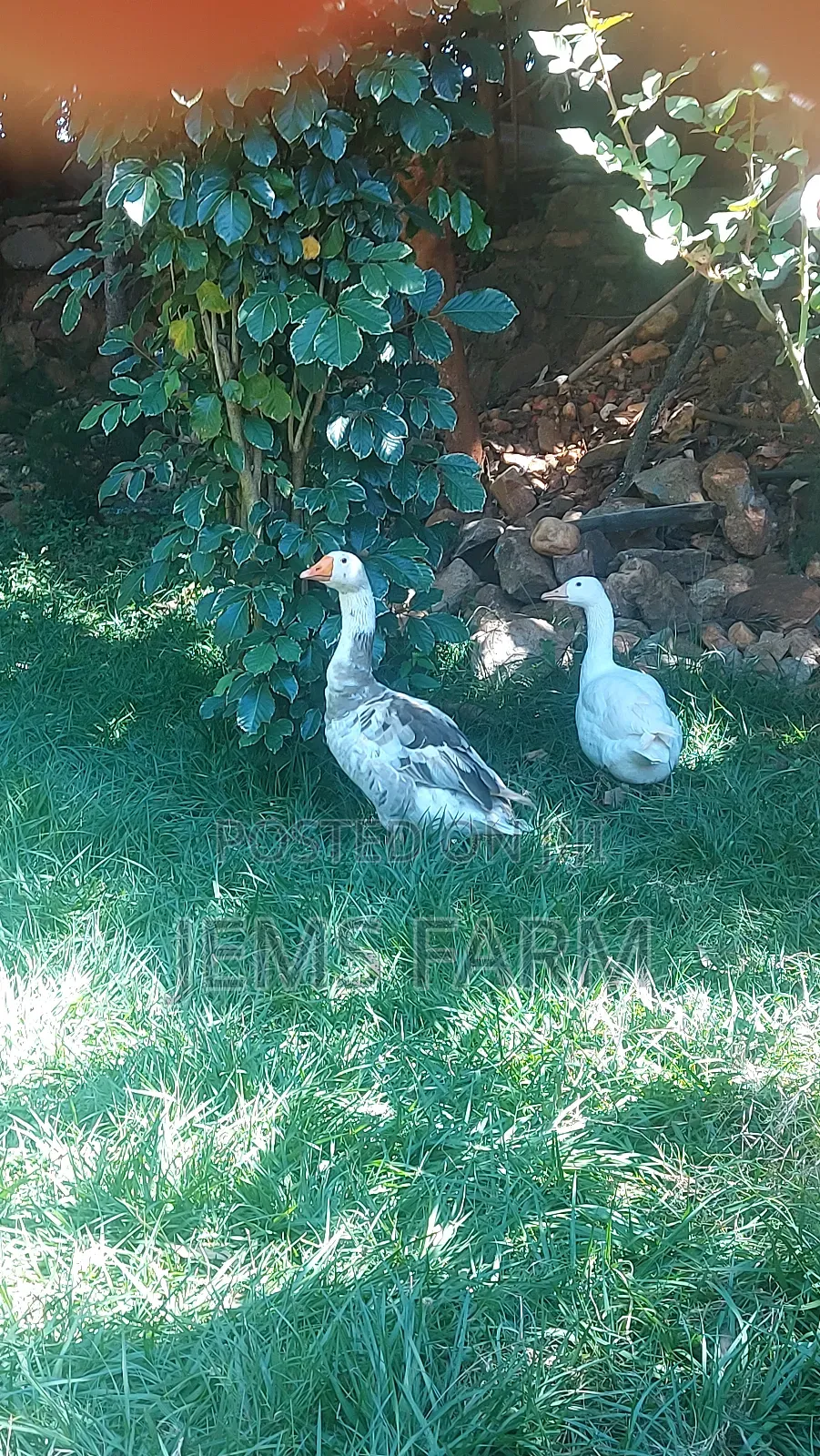 Mature Goose/Geese Pair for Breeding