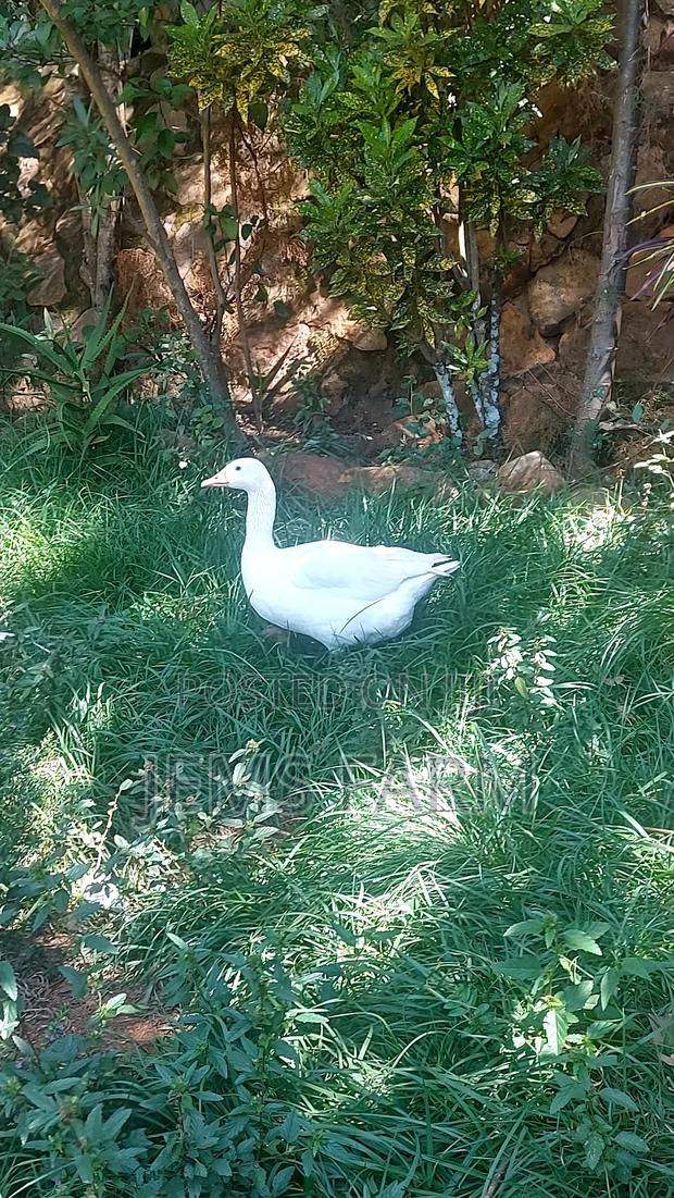 Mature Goose/Geese Pair for Breeding - thumbnail 7
