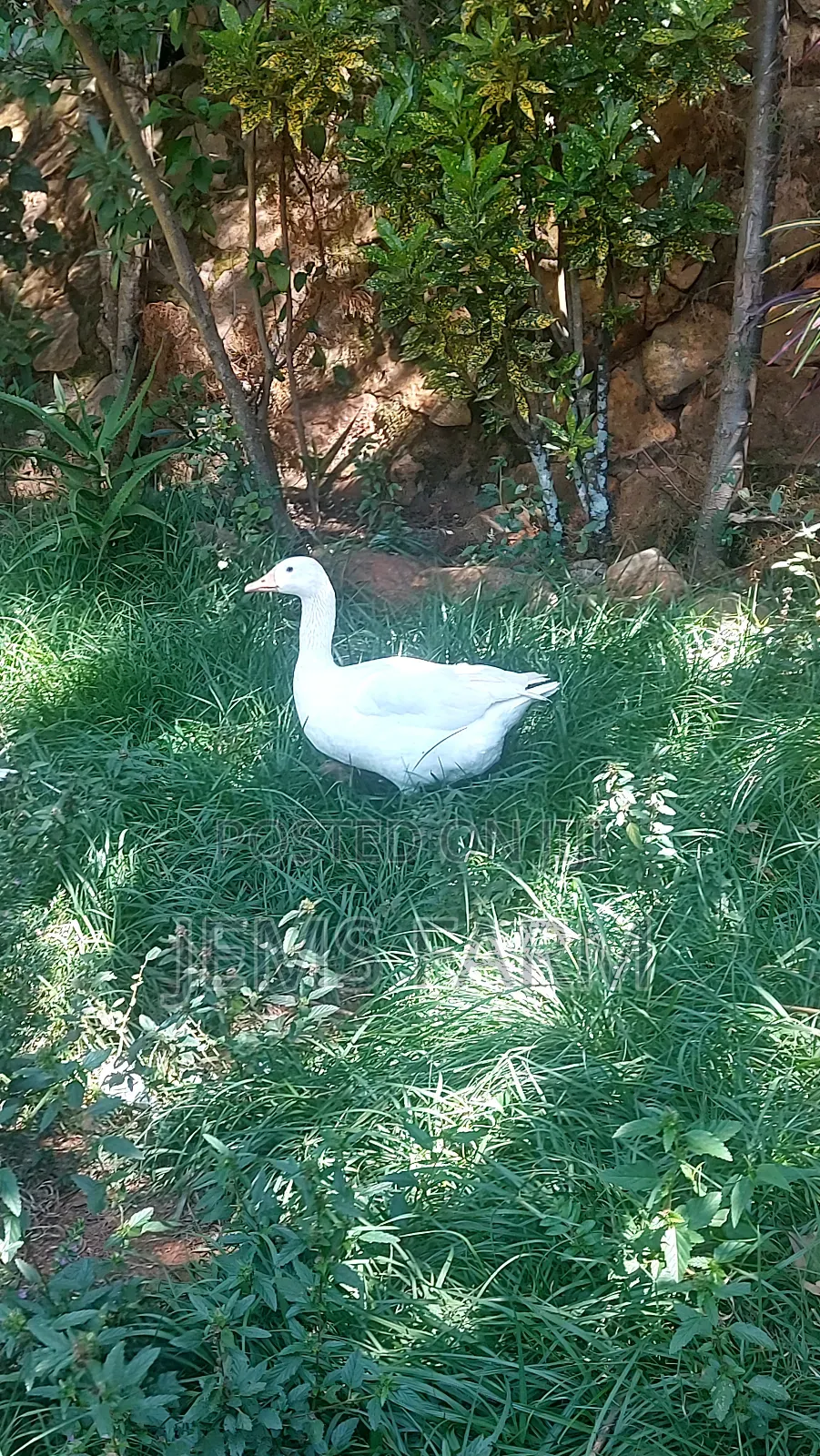 Mature Goose/Geese Pair for Breeding