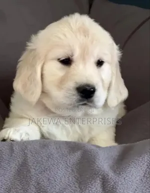 1-3 months Female Purebred Golden Retriever