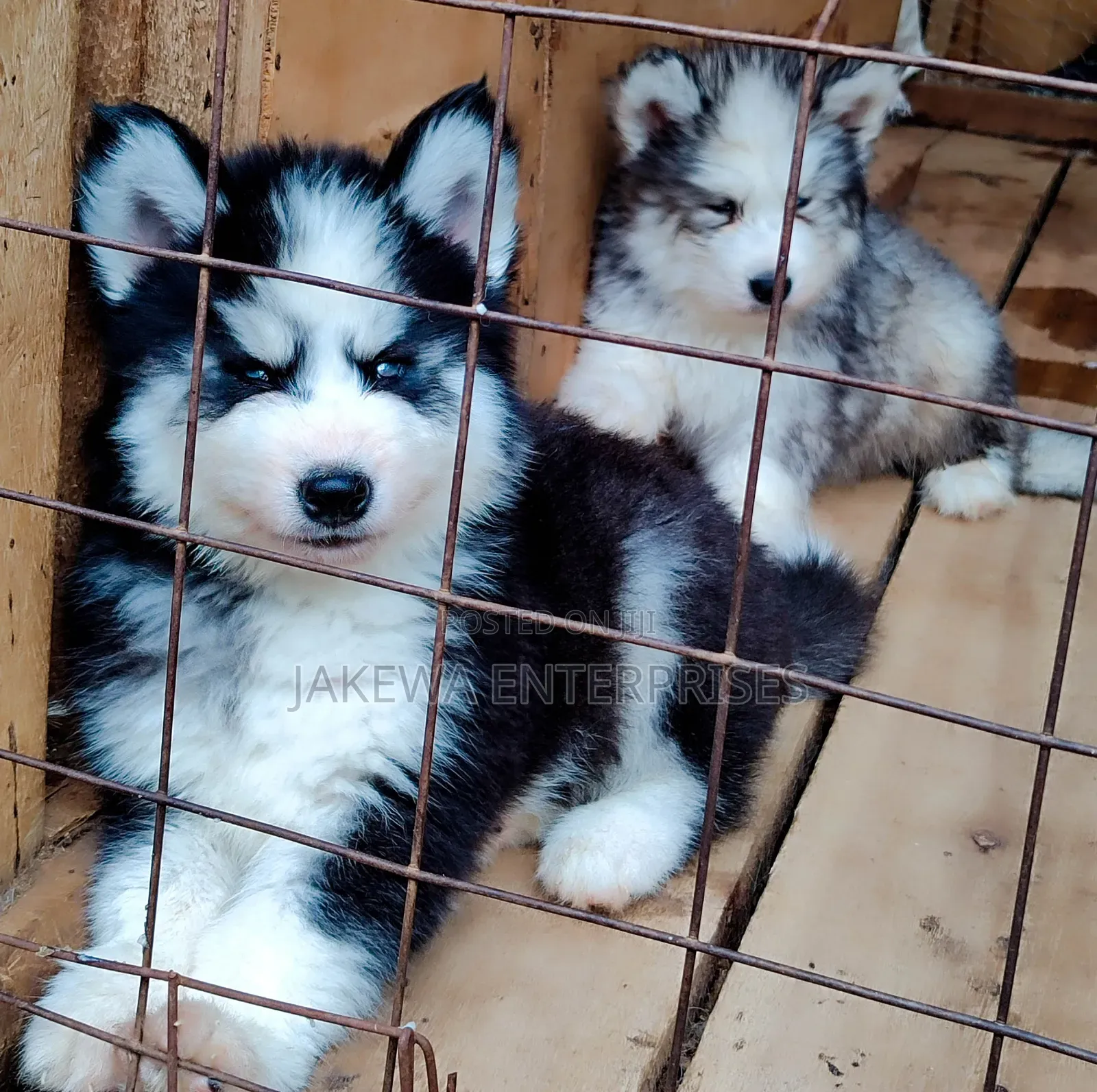 1-3 months Female Purebred Siberian Husky